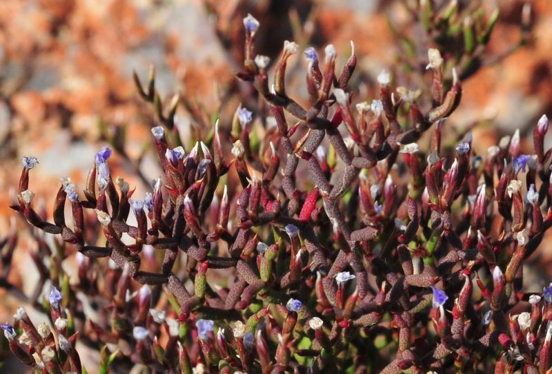 Limonium contortirameum